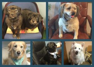 dogs